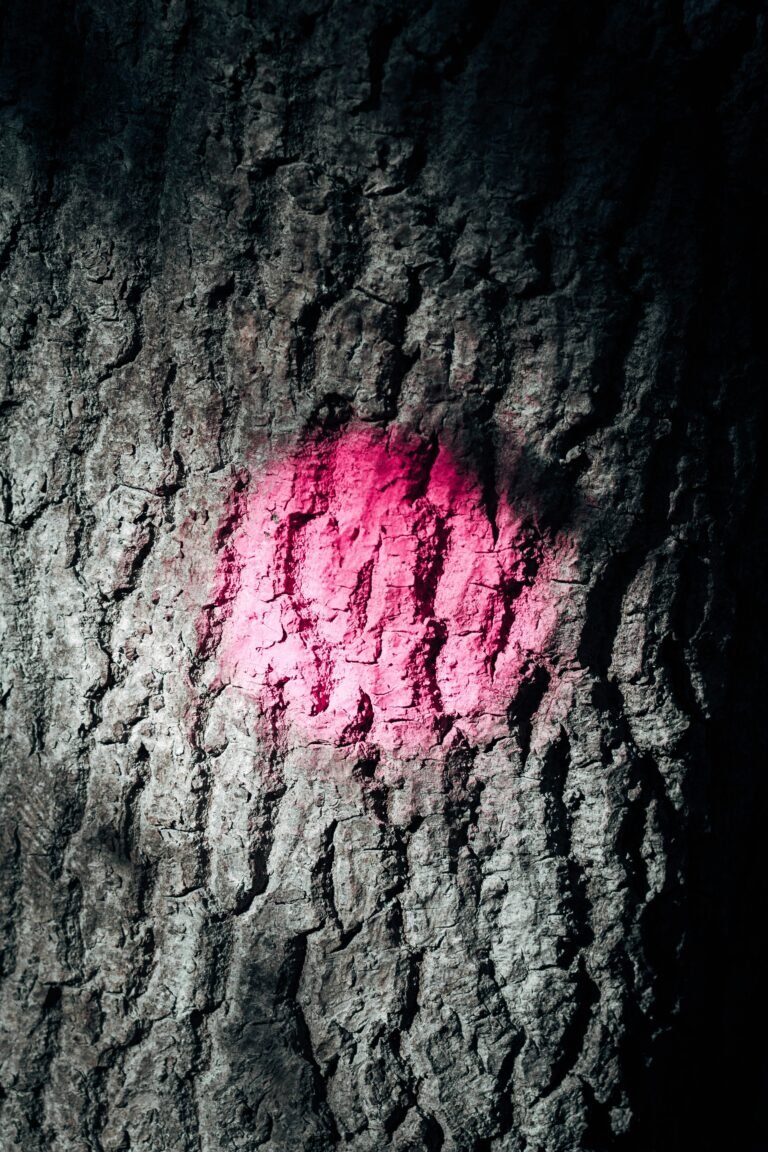 corteza de árbol en blanco y negro, luz rosa redonda marca de la bestia foto